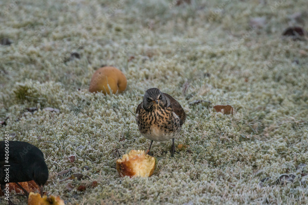 Fototapeta premium Vogel im frostigen Gras