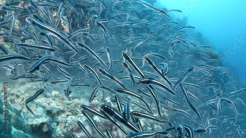 convict blenny fish digging the sand to make a place underwater ocean scenery of animal behaviour  photo