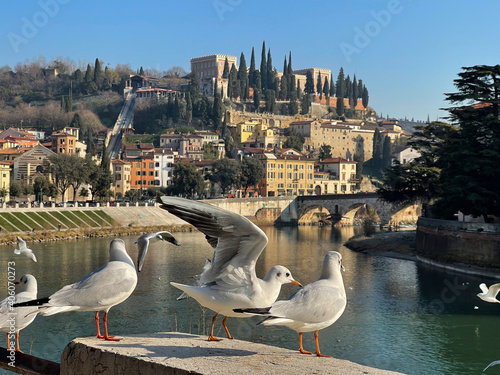Seagulls on the banks of the Adige river on a sunny day.