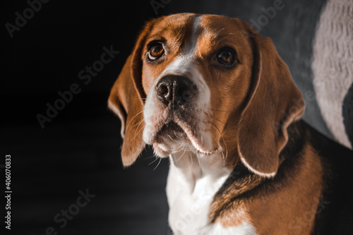 muzzle of a dog beagle close-up, looks up. expressive look