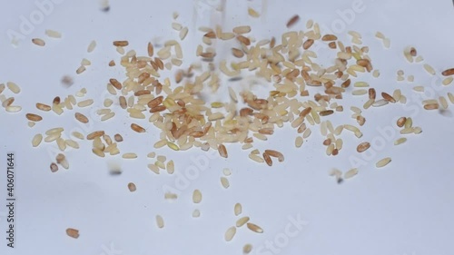 Rice is the seed of the grass species Oryza glaberrima (African rice) or Oryza sativa (Asian rice). As a cereal grain, it is the most widely consumed staple food for a large part of the world's human  photo