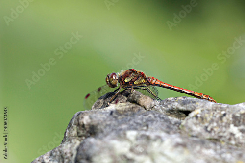The common darter - Sympetrum striolatum. Is one of the most common dragonflies in Europe.