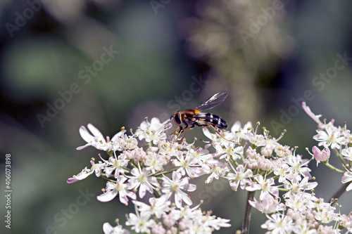 Hoverfly - are sometimes called flower flies, or syrphid flies, make up the insect family Syrphidae. © Jackie Davies