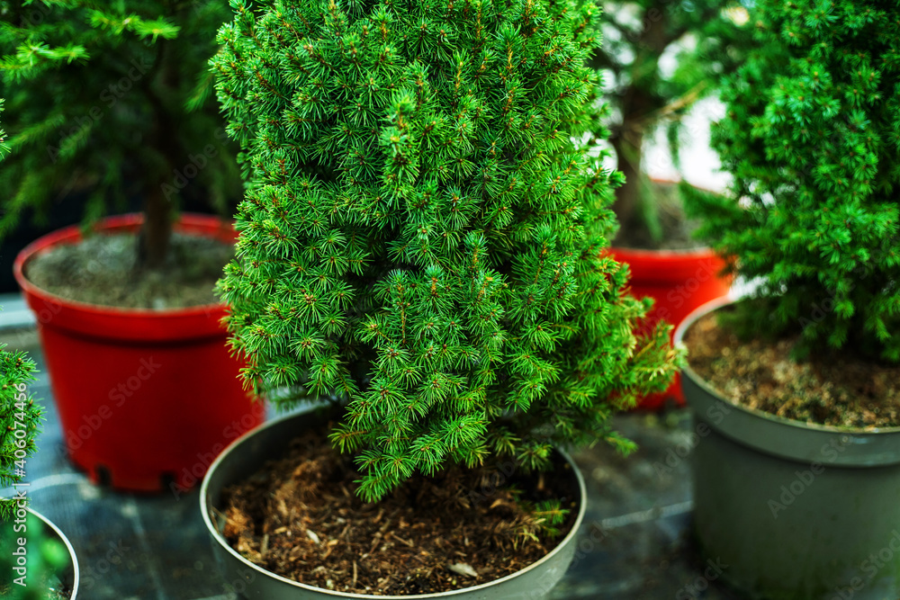 Small Christmas trees in pots. Cultivation and planting of coniferous