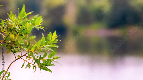 Willow branch with green leaves near the river on a blurred background