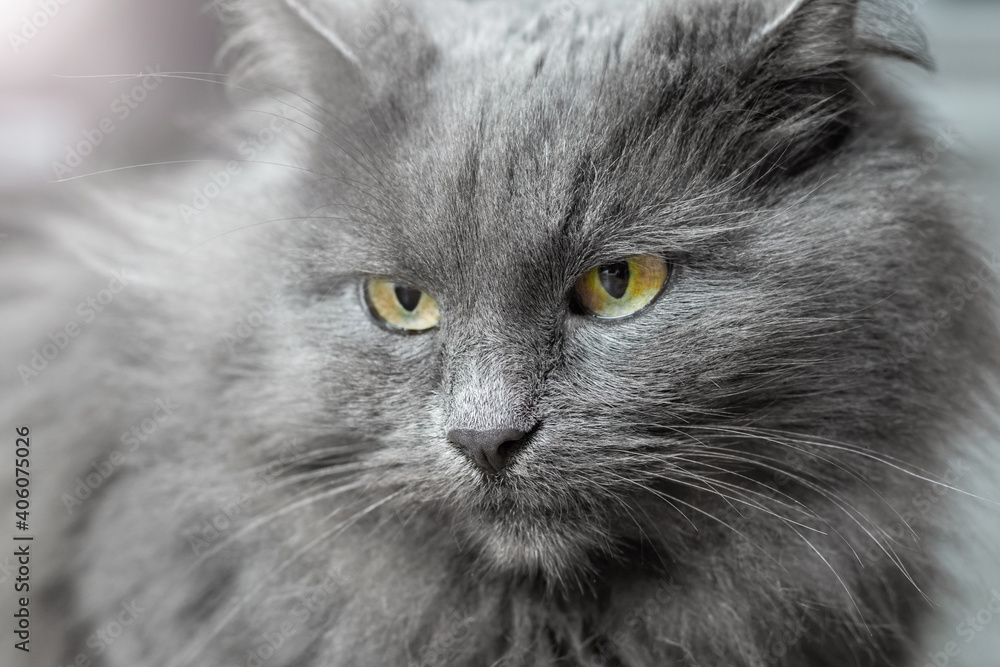 Portrait of a gray fluffy cat close up