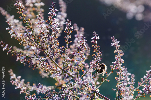 Common Carder Bee collecting pollen from a flower - is a fluffy, gingery bumble bee that can often be found in gardens and woods photo