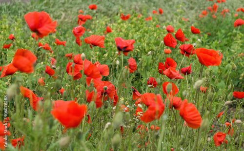 Blooming red poppies and sunny summer meadow 