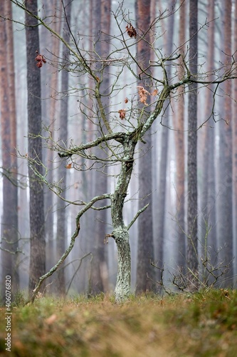 Lonely dry tree in a misty forest. Loneliness idea . Isolation concept 