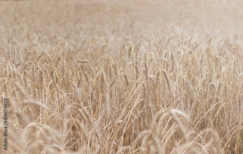 Wheat field. Ripe wheat ears background pattern.