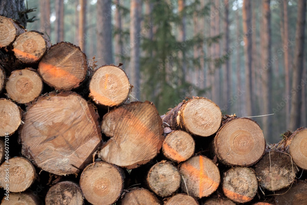 Wooden Logs with forest on Background deforestation
