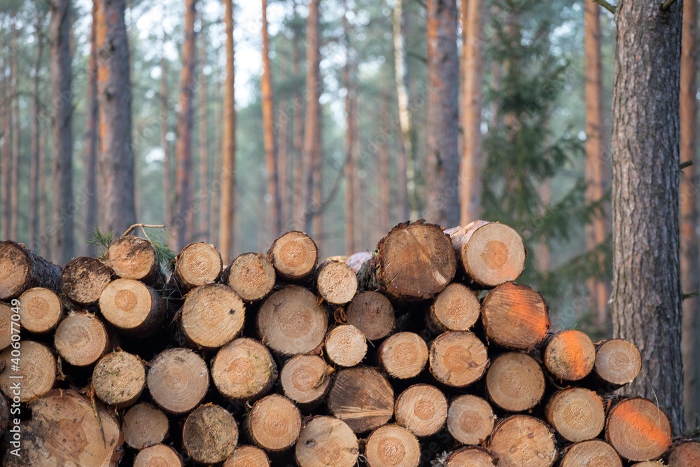 Deforestation industry Wooden Logs with forest on Background deforestation
Deforestation industry Wooden Logs with forest on Background deforestation