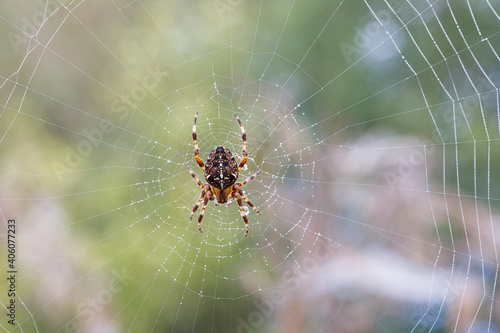 Araneus Diadematus - European Garden Spider or Cross Orb-Weaver Spider in close up with selective focus. These spiders can grow up to 13mm and can be found in woodland and gardens across Britain.