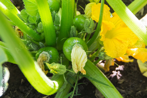 round green zucchini in the organic garden plant