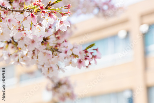 校舎背景の桜　スローズアップ