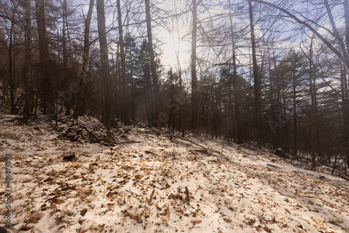 Winter trail into the forest