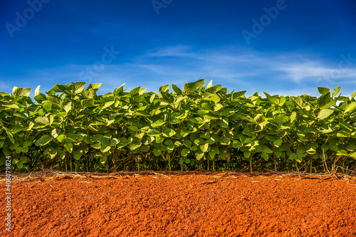 soy plantation photo