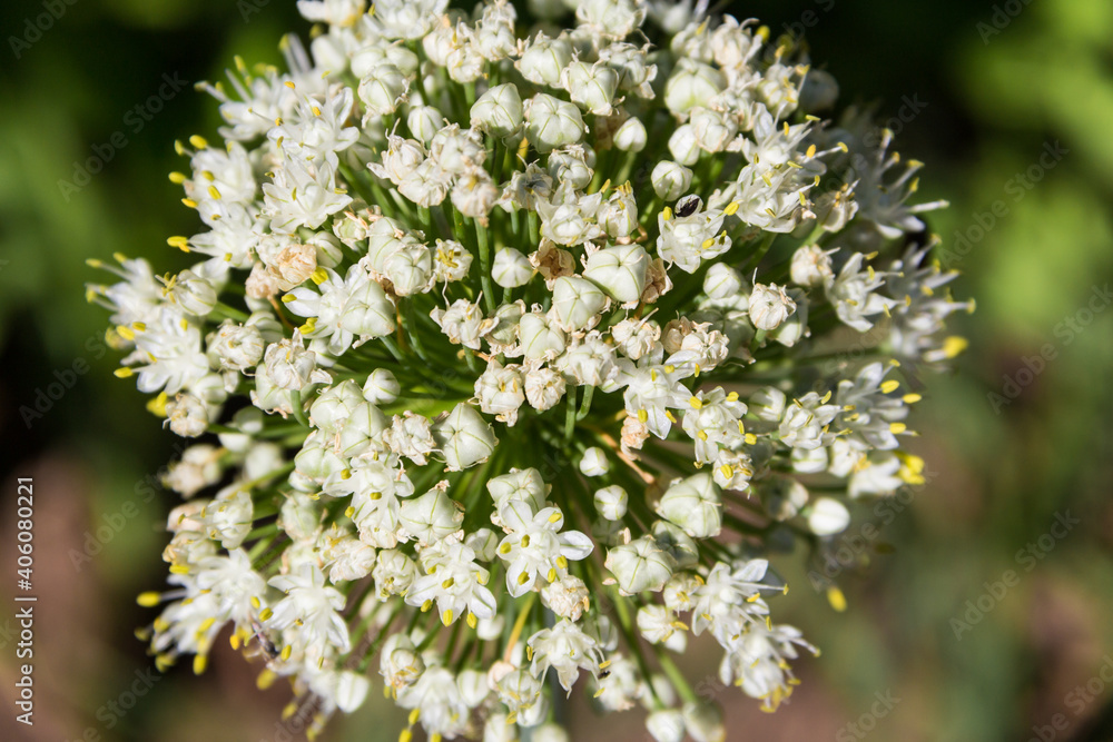 detail view of white onion flower in the vegetable garden detail view of white onion flower in the vegetable garden