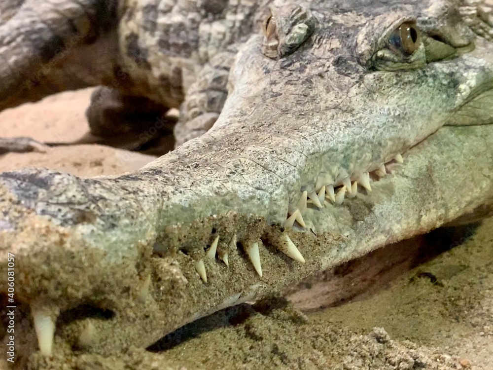 Fototapeta premium crocodile in the zoo