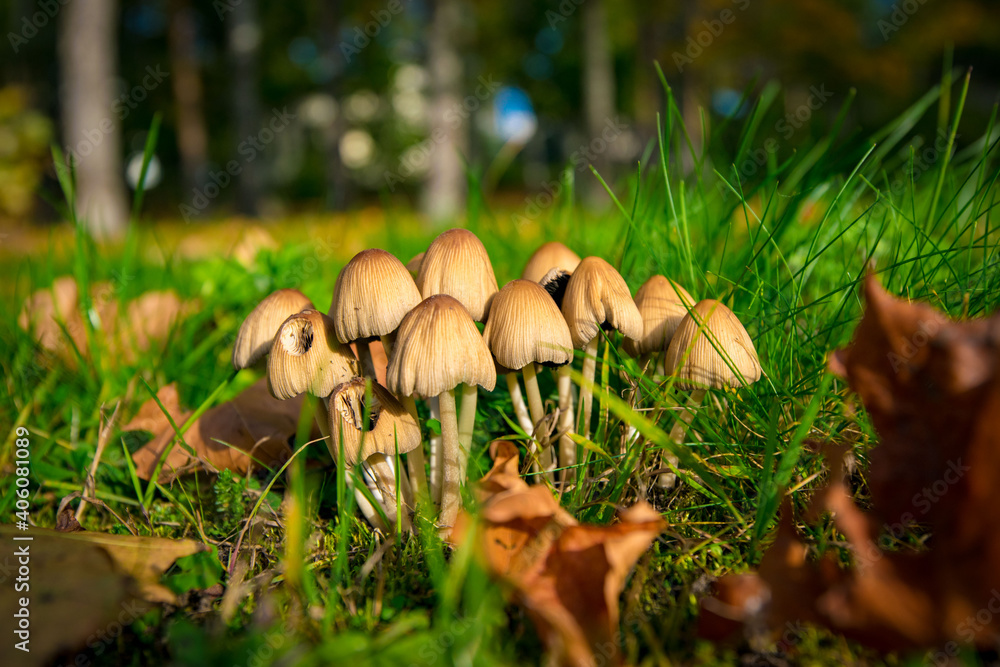 mushrooms in the forest mushrooms in the forest