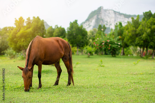 Brown horse eating green grass