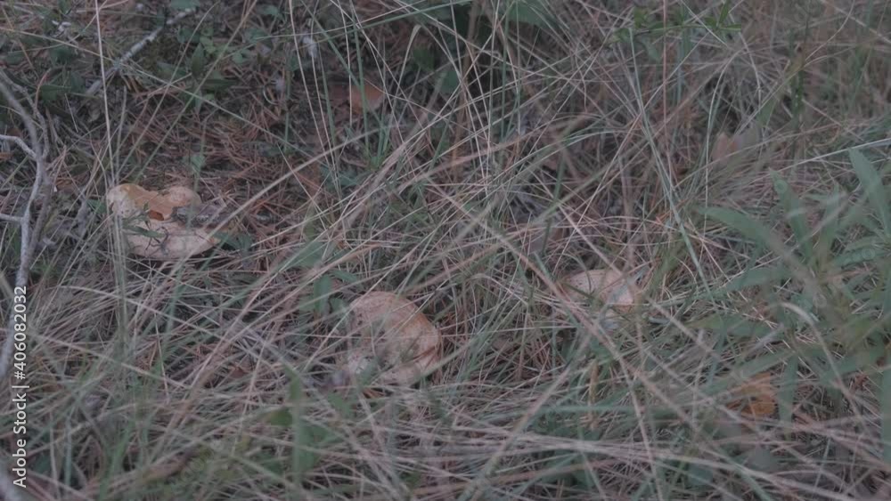 Several wild orange mushrooms on the ground covered by grass waiting to be harvested in a forest in Catalonia in Spain Several wild orange mushrooms on the ground covered by grass waiting to be harvested in a forest in Catalonia in Spain