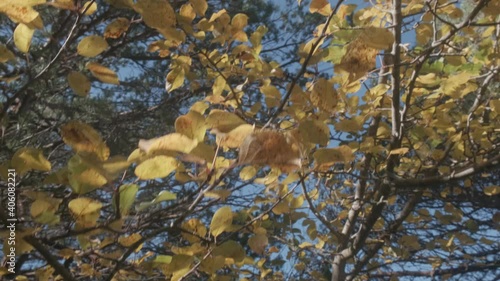 Trees in the forest with yellow leaves illuminated by sunlight in autumn season in Catalonia, Spain