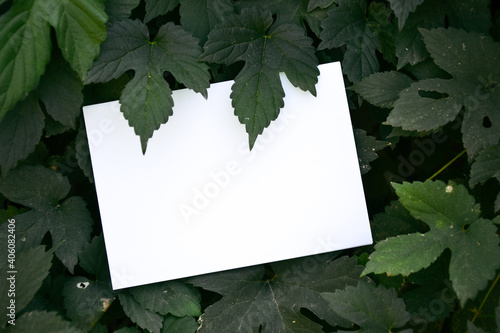 White frame in fresh green hops leaves. Fresh foliage of hops plant. Humulus lupulus leaves. Beautiful summer nature.