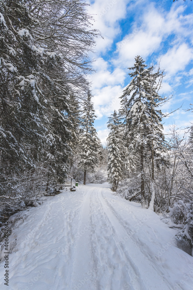 Obraz premium Winter landscape in the nature: Footpath, snowy trees and blue sky
