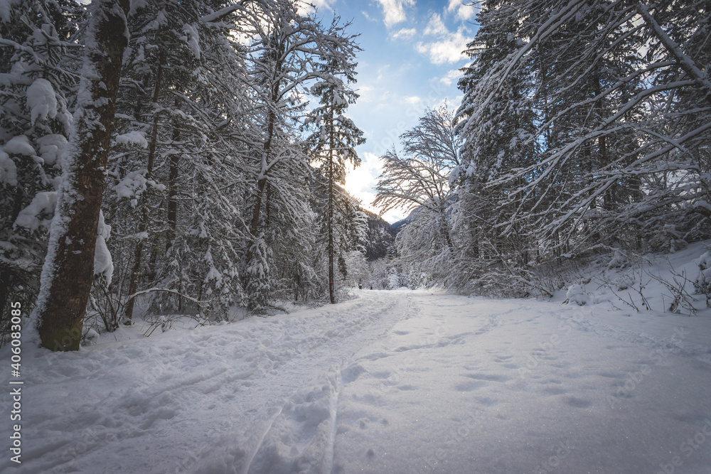 Obraz premium Winter landscape in the nature: Footpath, snowy trees and blue sky