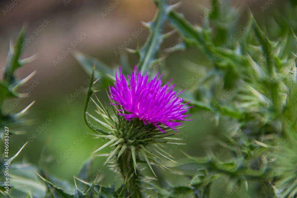 flower of the wild milk thistle that grows in the Argentine mountains flower of the wild milk thistle that grows in the Argentine mountains