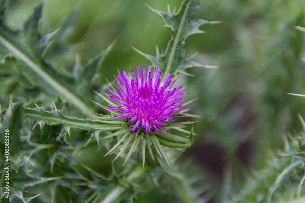 flower of the wild milk thistle that grows in the Argentine mountains flower of the wild milk thistle that grows in the Argentine mountains