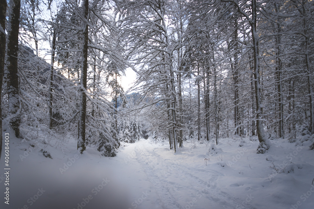 Winter landscape in the nature: Footpath, snowy trees Winter landscape in the nature: Footpath, snowy trees