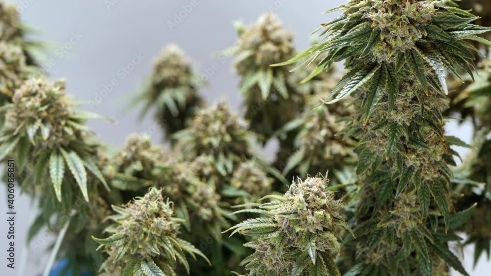 Cannabis plant in pot rotating. Cultivating medical marijuana. Indoor growing. Blooming plant Cannabis plant in pot rotating. Cultivating medical marijuana. Indoor growing. Blooming plant