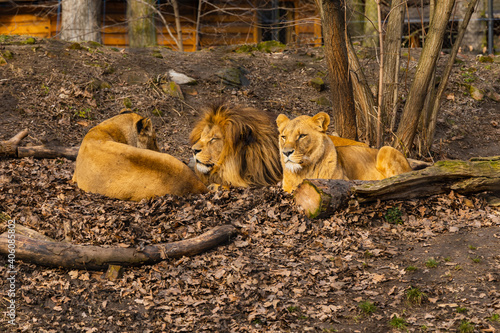 Three lions lie on glade with and trees bushes around