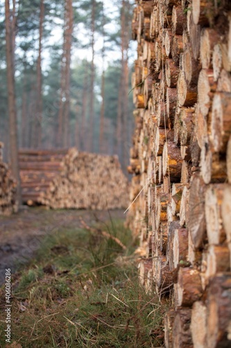 Deforestation industry Wood pile along the forest road  © Ella