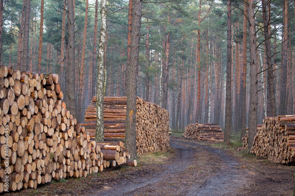 Wooden Logs with forest on Background deforestation
