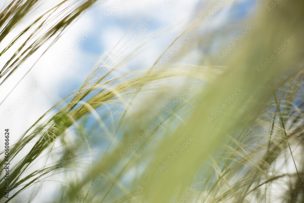 Fototapeta premium Blurred motion of grass against a blue sky with white clouds.
