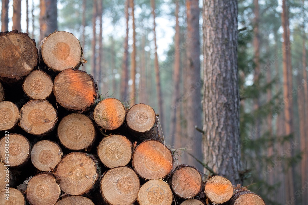 ecology deforestation Wooden Logs with forest on Background deforestation
