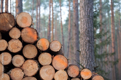 ecology deforestation Wooden Logs with forest on Background deforestation 