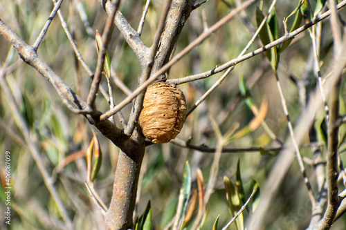 close up shot of a Mantis eggs  Ootheca on an olive tree.