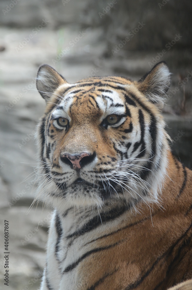 Fototapeta premium アムールトラ