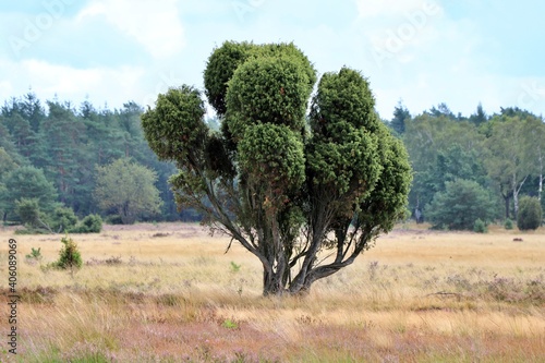 Wacholder,  Juniperus communis, Lüneburger Heide