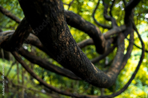 twisted tree vine in western ghats  Maharashtra  India.