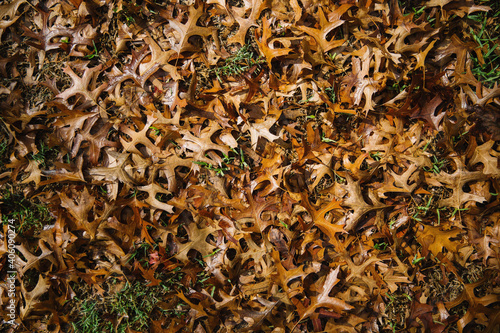 Brown maple leaves on ground
