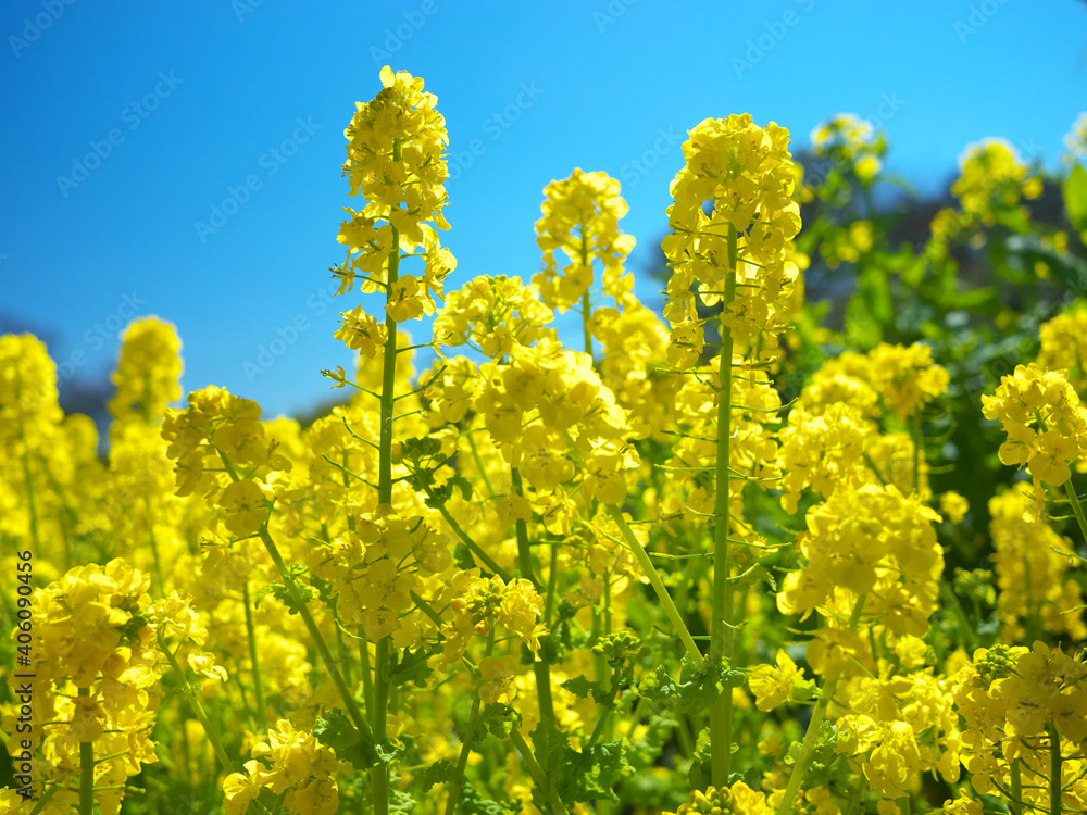 Obraz premium 日本の春、青空に映える菜の花