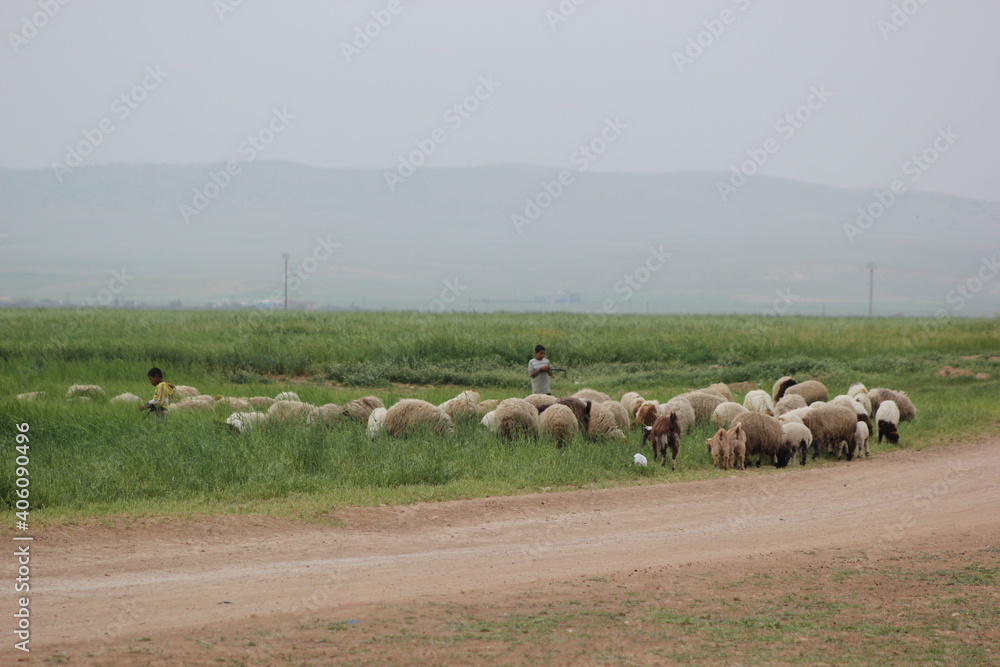 Ταπετσαρία Part of the miserable daily life in the Syrian villages