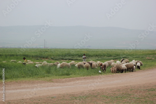 Obraz na plátne Part of the miserable daily life in the Syrian villages