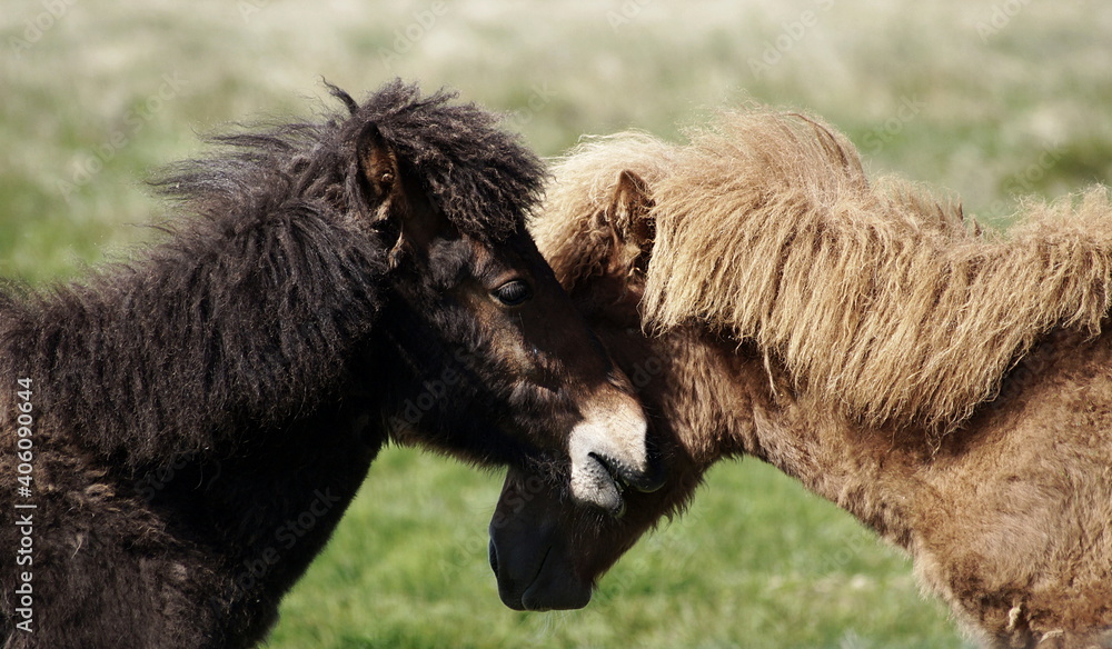 tenderness - two young icelandic horses cuddling, putting their heads together