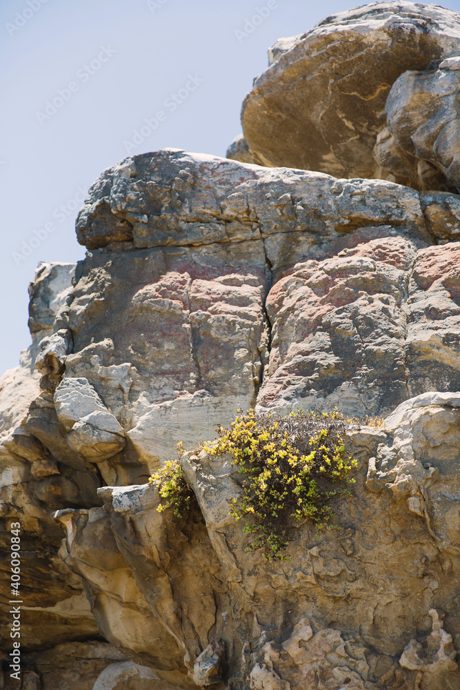 Rock formations with yellow flowers growing out of the rock.
